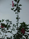 amapola flowers in Costa Rica, night